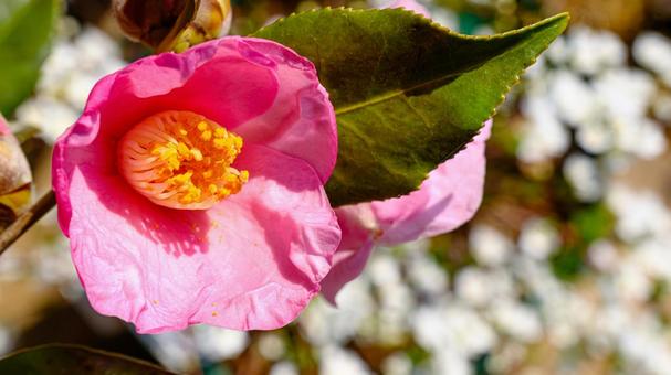 サザンカの花のアップ サザンカ,花,冬の写真素材