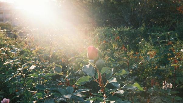 光が射す薔薇 光が射す薔薇の写真