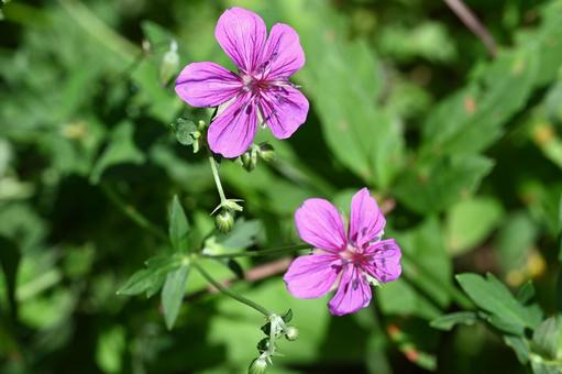 軽井沢町植物園で撮ったアサマフウロ フラワー,風景,自然の写真素材