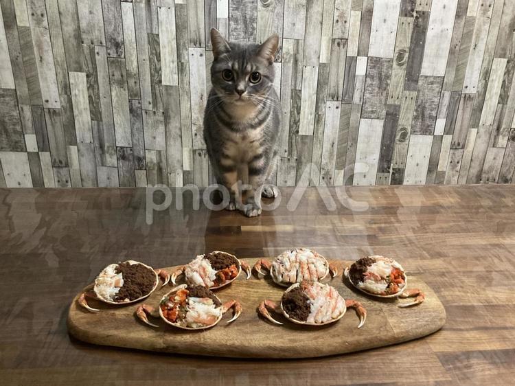猫とセイコガニ 猫,アメリカンショートヘアー,ズワイガニの写真素材