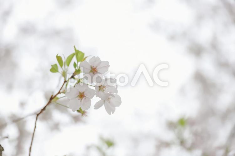 桜の枝ひとつ 桜,お花見,春の写真素材