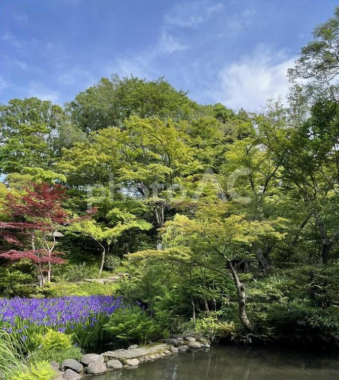 根津美術館の日本庭園 日本庭園,根津美術館,青山の写真素材
