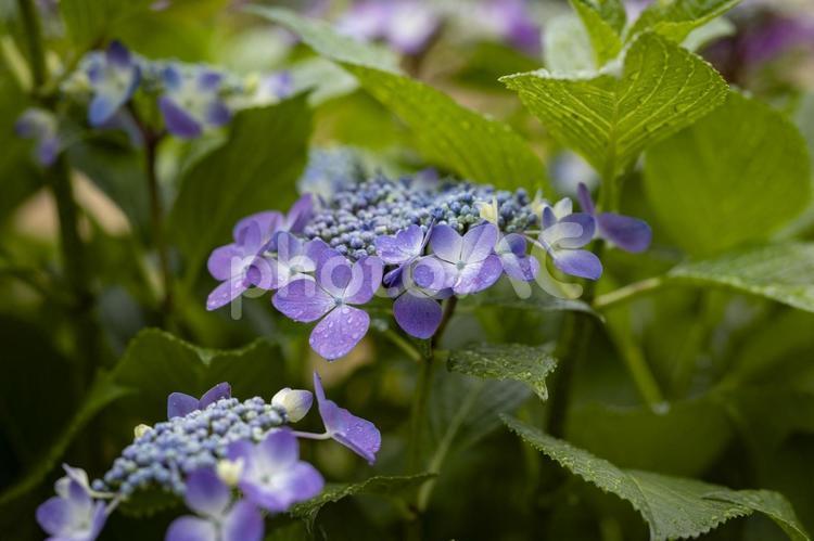 雨上がりのあじさい 植物,あじさい,梅雨の写真素材