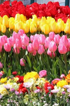 Colorful tulips, JPG Colorful tulips, JPG
