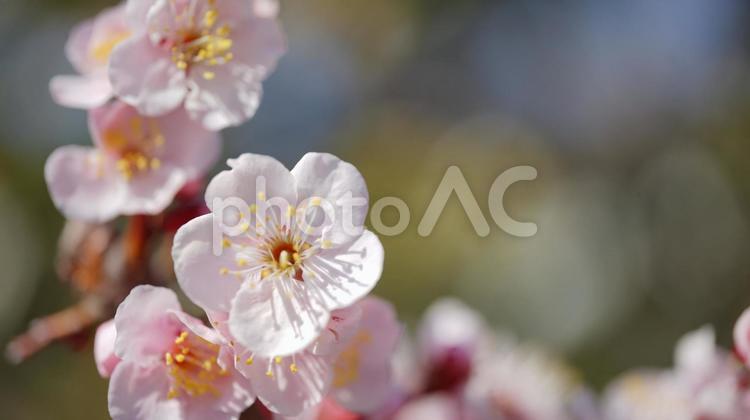 梅の花（ウメ） 梅,うめ,花の写真素材