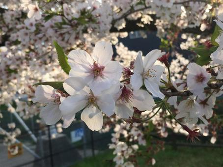 桜1 桜1の写真