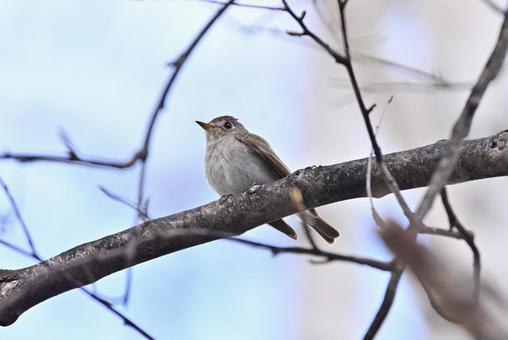 Photo, বাদামী ফ্লাই ক্যাচার, বন্য পাখি, পাখি, 