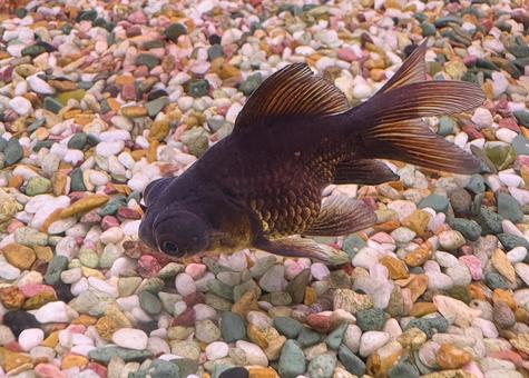 金魚 金魚 ペット,水槽,魚の写真素材