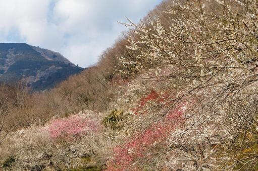 カラフルな梅林のある風景 梅,迎春,梅の花の写真素材