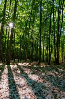 250508十日町市松之山美人林 新潟県,十日町市,松之山の写真素材