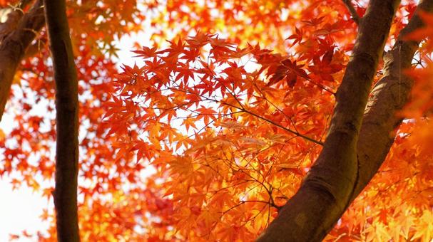 紅葉-1341 紅葉,モミジ,赤の写真素材