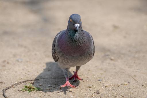 地面を歩く鳩の姿アップ002 地面を歩く鳩の姿アップ002の写真