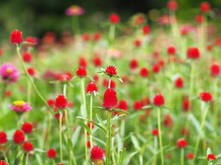 千日紅 千日紅の写真