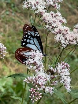 Butterfly 2 蝶,アサギマダラ,chesnuttigerbutの写真素材