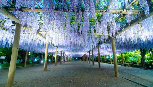 藤棚に咲く満開の藤の花 藤棚に咲く満開の藤の花の写真