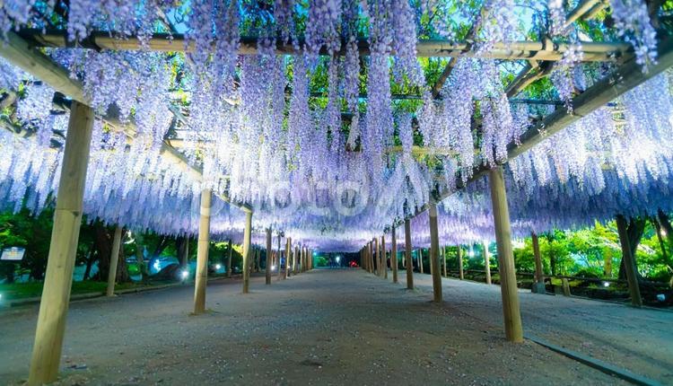 藤棚に咲く満開の藤の花 藤の花,藤,藤房の写真素材