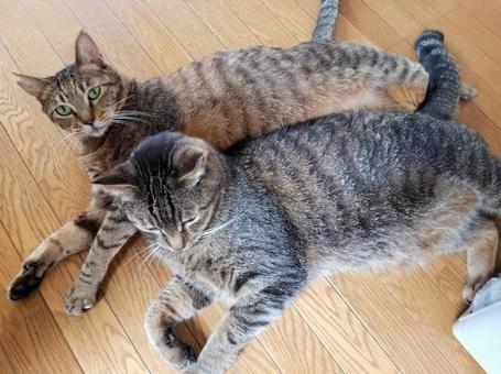 キジトラきょうだい猫 キジトラきょうだい猫 猫,ねこ,ネコの写真素材