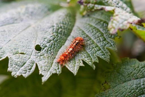 赤い毛虫の昆虫写真 赤い毛虫の昆虫写真の写真