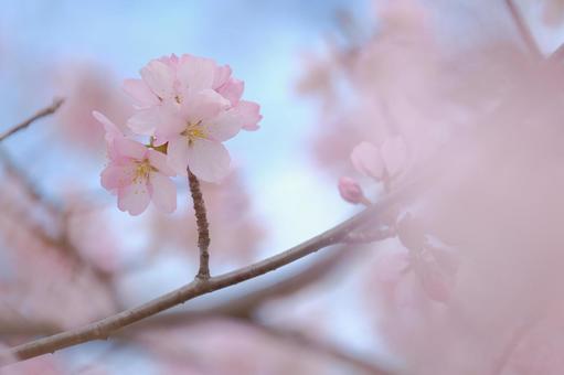 桜 桜の写真