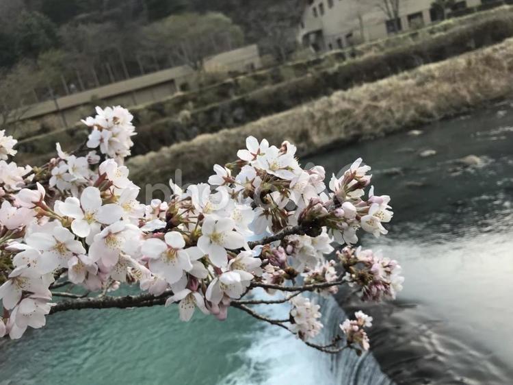宮城野早川堤の桜 桜,箱根,宮城野早川堤の写真素材