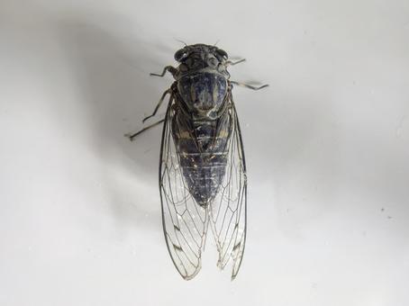ツクツクボウシ ツクツクボウシ カメムシ目,セミ科,昆虫の写真素材