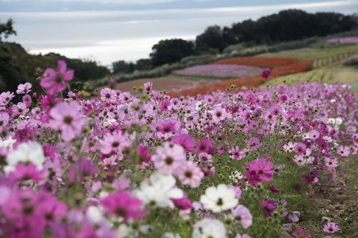 コスモス畑と秋の空の背景 コスモス畑と秋の空の背景 コスモス,秋桜,ピンクの花の写真素材