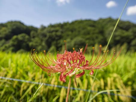 田の畔に咲く彼岸花の写真