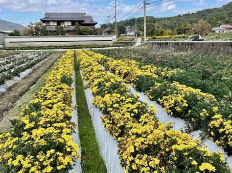 奈良　小菊畑 平群の小菊,小菊畑,小菊の写真素材