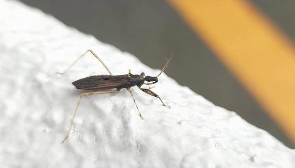 クロトビイロサシガメ クロトビイロサシガメ クロトビイロサシガメ,虫,昆虫の写真素材