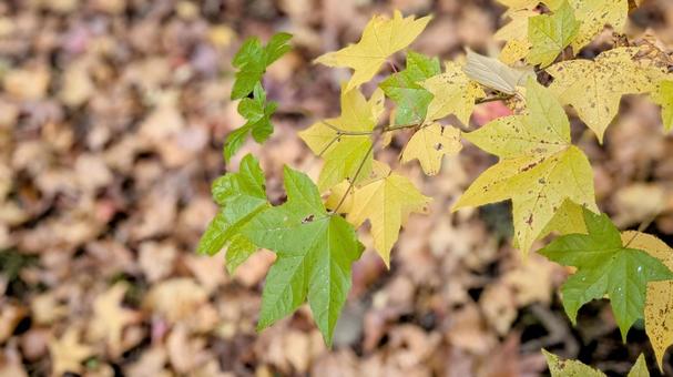 紅葉 緑と黄色の葉 紅葉,秋,緑の写真素材