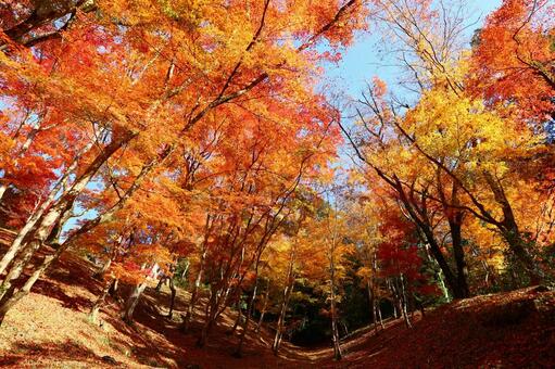 香嵐渓のモミジ林の紅葉絶景 香嵐渓,黄葉,紅葉の写真素材