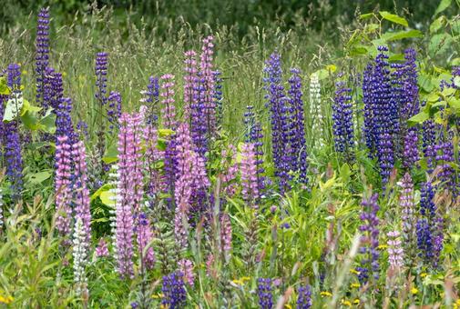 ルピナスの花 ルピナスの花の写真