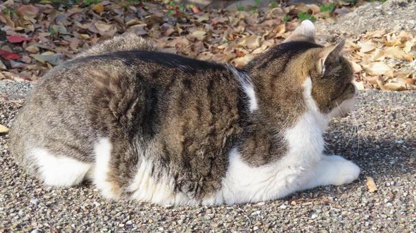 日向ぼっことお昼寝が日課のもふもふな猫様 猫,キジシロ,眠り猫の写真素材