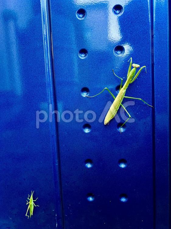 夏の名残りのバッタとカマキリ バッタ,カマキリ,昆虫の写真素材