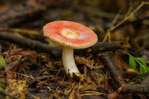 森の中の小さ赤いキノコ 森の中の小さ赤いキノコ キノコ,きのこ,茸の写真素材