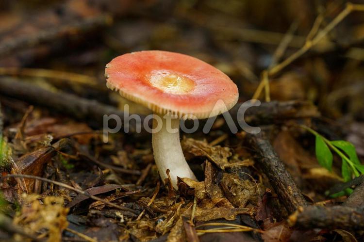 森の中の小さ赤いキノコ キノコ,きのこ,茸の写真素材