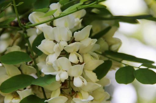 ニセアカシア・ハリエンジュのアップ ニセアカシア・ハリエンジュのアップ 花木,ニセアカシア,ハリエンジュの写真素材