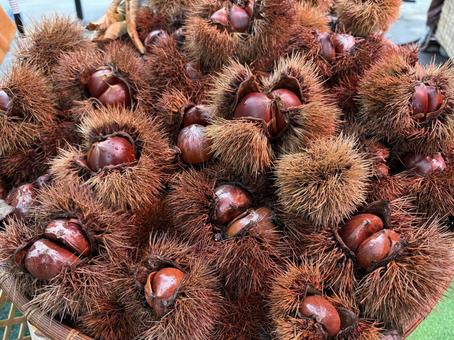 栗 くり,栗,秋の写真素材