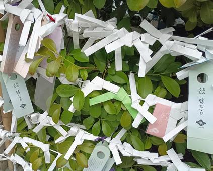 東京大神宮のおみくじの結び場所② おみくじ,おみくじを結ぶ,縁結びの写真素材