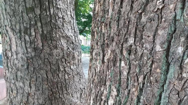 木の間から 木の間,木,枝分かれの写真素材