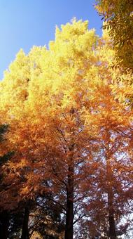 紅葉-1326 メタセコイア,オレンジ色,黄色の写真素材