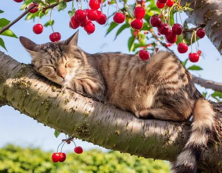 Cat sleeping on a tree, cat, sleep, cute, JPG