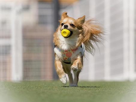 オモチャを咥えて走って来るワンコ オモチャを咥えて走って来るワンコ 犬,ミックス犬,dogの写真素材