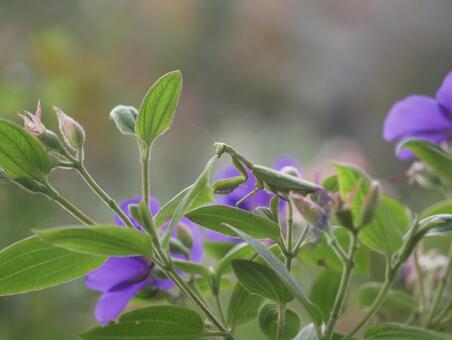 花とカマキリ カマキリ,緑,草の写真素材