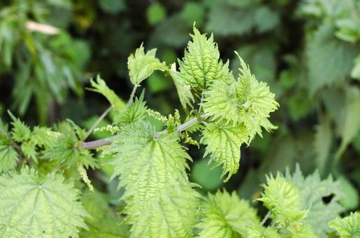 イラクサの葉のアップ イラクサの葉のアップの写真