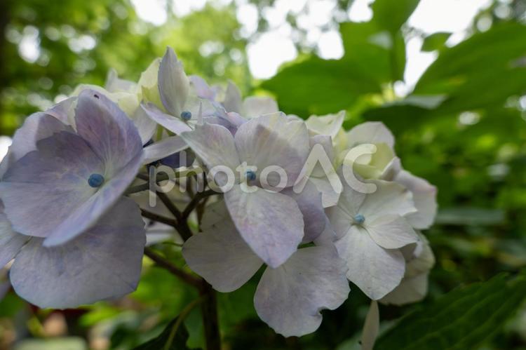 優しい色合いのアジサイ アジサイ,花,花びらの写真素材