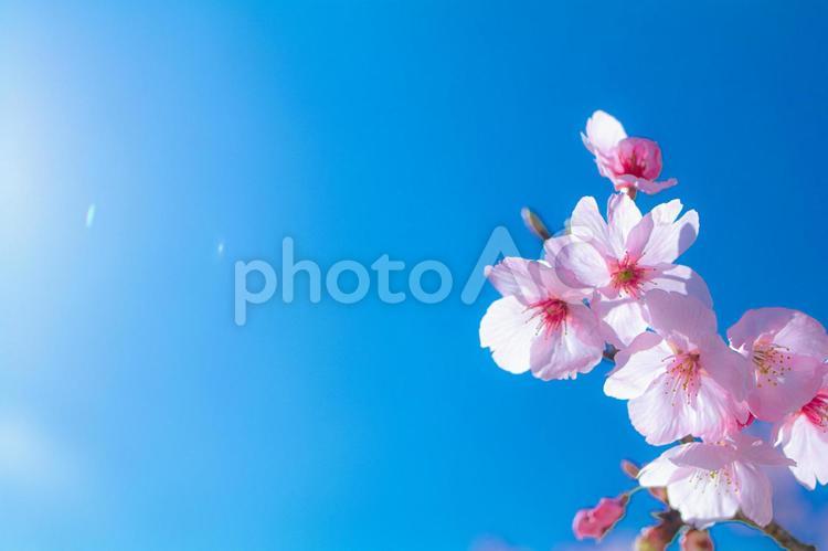蒼天と桜 桜,春,空の写真素材