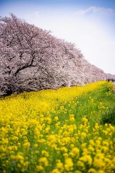 桜と菜の花咲く春の風景 桜,菜の花,春の写真素材