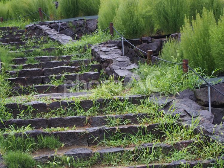 草の生えた階段 階段,木々,秋の写真素材