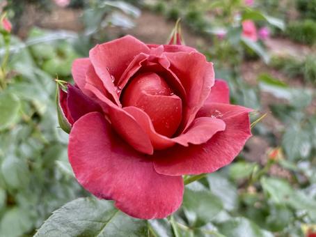 クラシカルな赤い薔薇 クラシカルな赤い薔薇 バラ,薔薇,ローズの写真素材